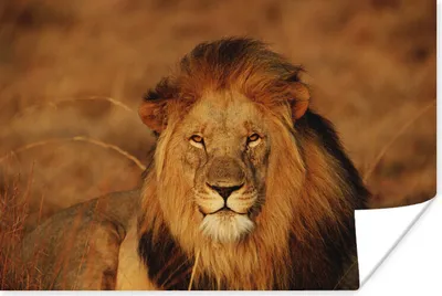 Produktbild von MuchoWow® Poster Löwe - Porträt - Jagd 120x80 cm - Bilder