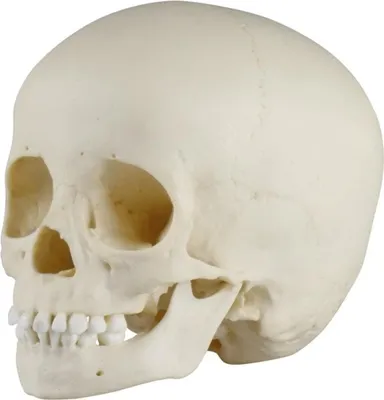 Image de Crâne d'enfant, 3 ans