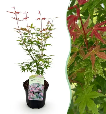 Produktbild von GreenboutiQ - Balkonpflanze - Japanischer Ahorn - Acer palmatum Phoenix - Rosa - 1 Pflanze - Laubabwerfend - Topf 19cm Höhe 70cm