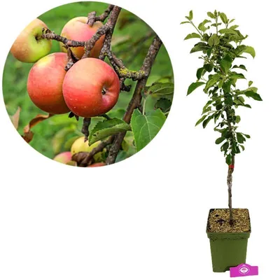 Produktbild von Malus Domestica „Cevaal“, Apfelbaum, Höhe 100 cm, 5-Liter-Topf