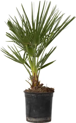A potted palm plant against a white background.