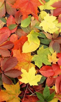Produktbild von Fototapete - Colorful leaves 150x250cm - Vliestapete