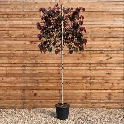 Produktbild von Amerikanischer Judasbaum Spalier Forest Pansy 120 cm, Stammhöhe 180 cm, Stammumfang 12-14 cm - Cercis canadensis Spalier