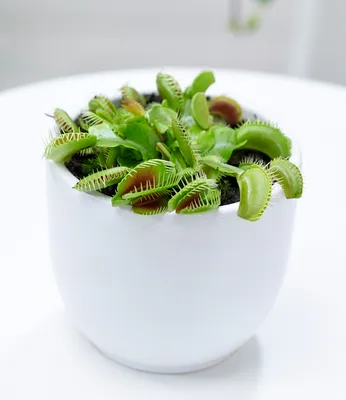 Produktbild von BALDUR Garten 1x Fleischfressende Pflanze Venusfliegenfalle, Pflanze im 8,5 cm-Topf, Dionaea Zimmerpflanze, Grünpflanze, mehrjährig - frostfrei halten, Wasserbedarf gering, Dionaea muscipula