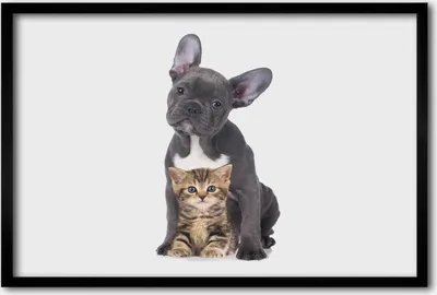 Produktbild von Bild 60x40 MDF-Rahmen, Wandkunst Hund und Katze