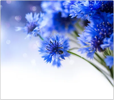 Produktbild von Spritzschutz Herdabdeckplatte Schneidebrett aus Glas Kornblumen 1-Teilig (60x52cm)