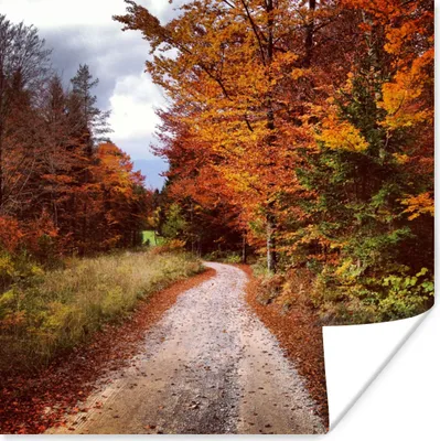 Produktbild von MuchoWow® Poster Herbst - Herbstblätter - Weg - Wald 50x50 cm - Wohnzimmerdekoration