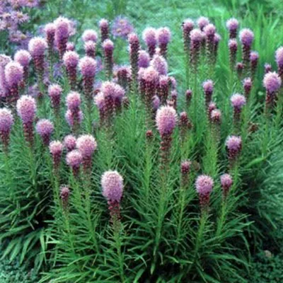 Image de 6 x Liatris spicata « Kobold »  - Pot 9 cm x 9 cm