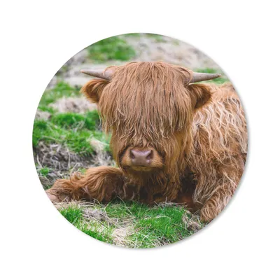 Produktbild von MuchoWow® Mauspad Mousepad Schottischer Highlander - Heu - Gras 40x40 cm - Mousepads - Maus Mat - Pad - Mausunterlage - Schreibtisch Accessoires