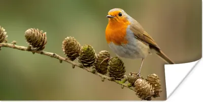 Produktbild von MuchoWow® Poster Vogel - Rotkehlchen - Tannenzapfen - Zweig - Herbst 80x40 cm - Wanddeko