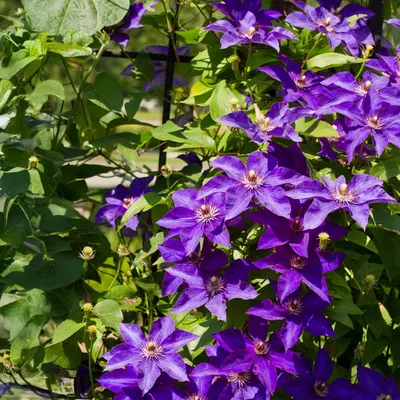 Obrázek produktu pro Popínavá rostlina Clematis The President – růžové květy – 2 rostliny – 11 cm x výška 40 cm – až 3 m – nenáročná na péči – ideální do zahrady, na balkon a na pergolu