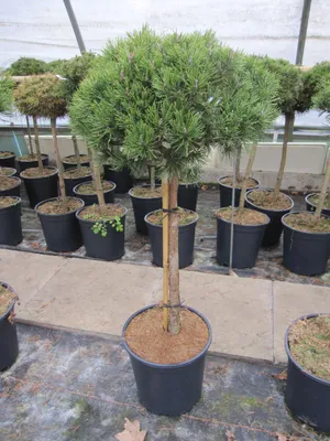 Produktbild von Pinus mugo Mops - Kugel-Kiefer Mops - Stamm 60cm