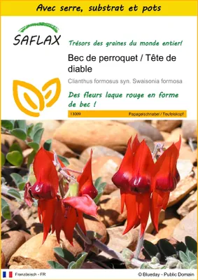 Image de SAFLAX Ensemble de culture - Bec de perroquet / Tête de diable - 20 graines - Clianthus