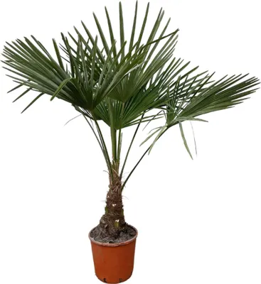 Produktbild von Trendyplants - Trachycarpus Fortunei - Chińska palma wachlarzowa - Wysokość 120-140 cm - Odporna - Roślina ogrodowa - Rozmiar doniczki Ø21 cm