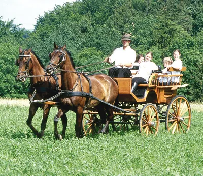 Produktbild von Zweispänner Geschirr, Haflinger/Vollblut