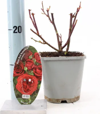 Obrázek produktu pro Rosa Red Romanza ® - růže | 10–15 cm v květináči