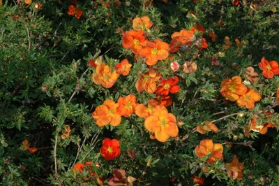Produktbild von Potentilla 'Red Ace', Fingerstrauch, leuchtend rot, ca. 9x9 cm Topf