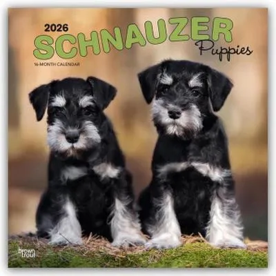 Immagine prodotto di Cuccioli di Schnauzer - Cuccioli di Schnauzer 2026 - Calendario di 16 mesi