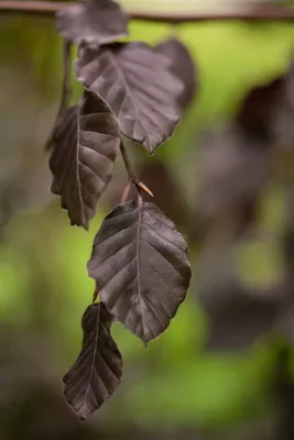 Produktbild von Fagus sylvatica 'Purple Fountain', Rotbuche, hängend, 60–80 cm