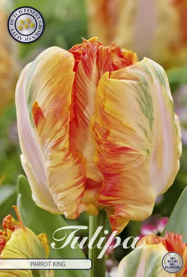 Artikelbild 2 von 'Tulpe Parrot King (7 Stück)' aus der Kategorie Tulpenzwiebeln
