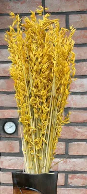 Produktbild von TROCKENBLUMEN Hafer FRÜHLINGSBRISE - Größe: ca.70 CM GELB