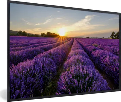 Produktbild von MuchoWow® Gerahmtes Poster Lavendel - Blumen - Sonnenuntergang - Lila 30x20 cm - Poster mit Schwarzem Bilderrahmen Wandposter Rahmen Foto Bilder - Kunstdruck - Bild-Poster
