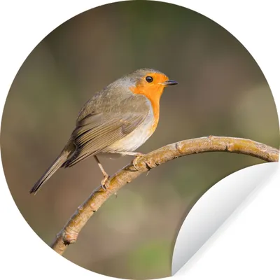 Produktbild von MuchoWow® Runde Wandtattoo - Wandsticker Tapete Aufkleber Rotkehlchen - Vogel - Natur Ø 50 cm Selbstklebend und Repositionierbar - Wandaufkleber - Kreis - Wand Kreis - Wand Bild - Foto Tapete - Selbstklebende - Wohnzimmerdekoration - Wand Dekoration - Kinderzimmer