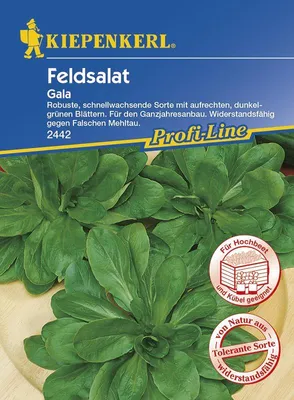 Produktbild von [STREICHUNG 2024] Feldsalat Gala | Feldsalatsamen von Kiepenkerl