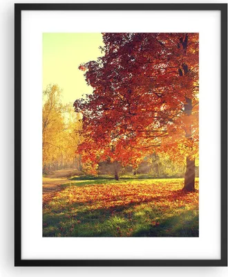 Produktbild von Gerahmtes Poster - Schwarzer Rahmen - Park Herbst Baum - 40x50 cm - Wand Bild - Wanddeko - Wandbilder - Kunstposter - Wandposter - Bilderrahmen - Bilder - Kunstdruck - Wandbild - P2BPA40x50-3654