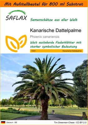 Produktbild von SAFLAX Garden in the bag - Kanarische Dattelpalme - Phoenix canariensis - 10 Samen - Mit Anzuchtsubstrat im praktischen, selbst aufstellenden Beutel
