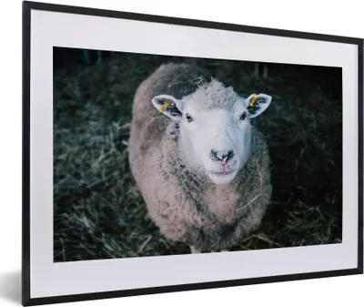 Produktbild von MuchoWow® Gerahmtes Poster Schafe - Tiere - Rinder 60x40 cm - Poster mit Schwarzem Bilderrahmen Wandposter Rahmen Foto Bilder - Schlafzimmer - Plakat in Rahmen - Drucken