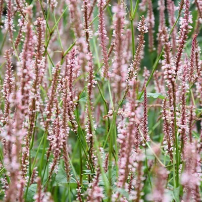 Produktbild von 6 x Kerzenknöterich  - Persicaria amplexicaulis 'Rosea'  | Topf 9cm x 9cm
