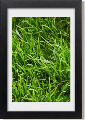 Produktbild von Bild 20x30 MDF-Rahmen, Wandkunst Gras