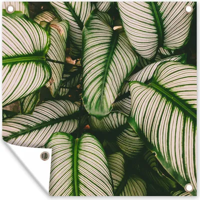 Produktbild von MuchoWow® 100x100 cm Outdoor-Poster Gartendeko Sichtschutz Garten Poster für den Garten  Blätter - Pflanzen - Weiß