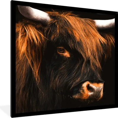 Produktbild von MuchoWow® Gerahmtes Poster Schottischer Highlander - Schwarz - Kuh - Horn - Tiere 40x40 cm - Poster mit Schwarzem Bilderrahmen Wandposter Rahmen Foto Bilder - Mit Rahmen - Wanddekoration Schlafzimmer