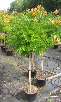Produktbild von Hochstamm Trompetenblume Indian Summer - Campsis tagliabuana - Stamm 80cm + Krone