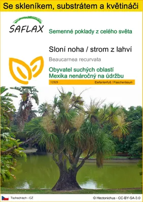 Obrázek produktu pro SAFLAX Kultivační sada - Sloní noha / strom z lahví - Beaucarnea recurvata - 10 Semena - S mini skleníkem, pěstebním substrátem a 2 květináči