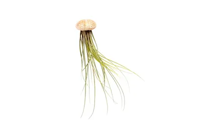 Obrázek produktu pro Gardners Medusa ROSE s Tillandsií Juncea