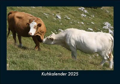 Produktbild von Kuhkalender 2025 Fotokalender DIN A5