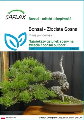 Zdjęcie produktu dla SAFLAX - Bonsai - Złocista Sosna - 20 Nasiona - Pinus ponderosa