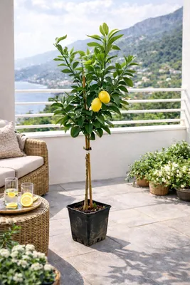 Zdjęcie produktu dla Citrus limon Verna 120–140 cm – prawdziwe drzewo cytrynowe – śródziemnomorska roślina doniczkowa o aromatycznych owocach