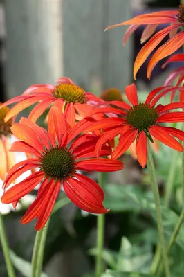 Produktbild von Echinacea purpurea 'Tomato Soup', Sonnenhut, rot, ca. 11x11 cm Topf