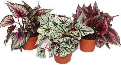 Image de Mélange Feuille Bégonia "Botanica" - 3 plantes - pot de 12cm