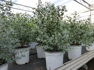 Produktbild von XL Eucalyptus Gunni Gunnii Busch Eukalyptusbaum 35 - 50 cm, Pflanze winterhart