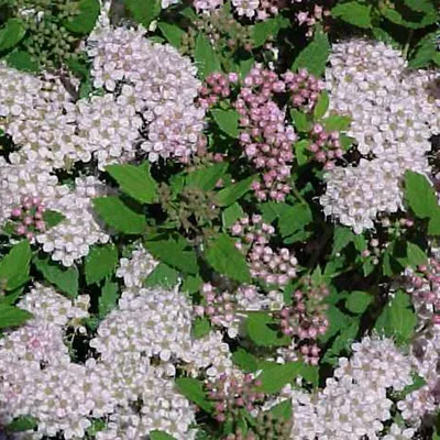 Produktbild von 2 x Sommerspiere - Spiraea japonica 'Little Princess' | 25-30 cm im Container