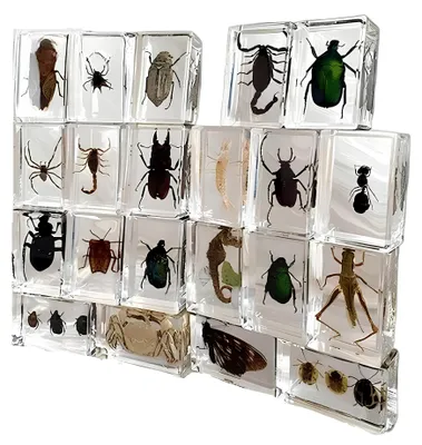 Image de Ensemble d'insectes en résine 12 pièces Ajoutez à votre collection, peuvent également servir de décoration de table, ornements délicats