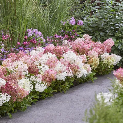 Produktbild von Green boutiQ - Gartenpflanze - Hydrangea panniculata Groundbreaker Blush - Pluimhortensia - Winterhart - Rosa - 8 Pflanzen - Topf 14cm - Höhe 20-25cm
