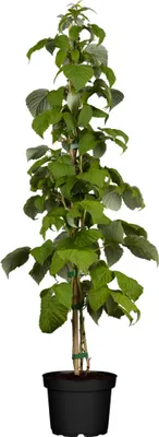 Produktbild von Schönemann Himbeere sommertragend robust gutes Aroma 60-100 cm Himbeerpflanze im 3 Liter Topf