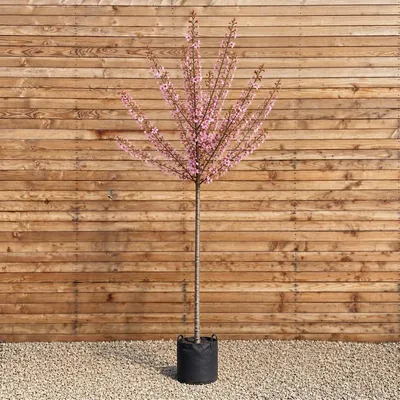 Produktbild von Zierkirsche Okame 250-300 cm, Stammumfang 10-12 cm - Prunus Hochstamm