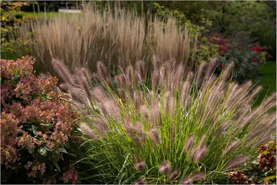 Produktbild von Stauden Gänge 1 x Pennisetum alopecuroides 'Redborn' im 1 Liter Topf - Rotes Lampenputzergras - Rote Eleganz für beeindruckende Gärten - Winterhart